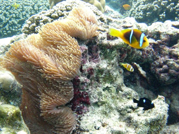 101- Maman poisson clown et son bebe 
